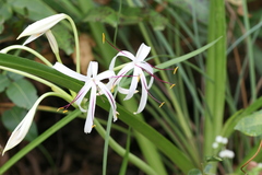 Crinum viviparum